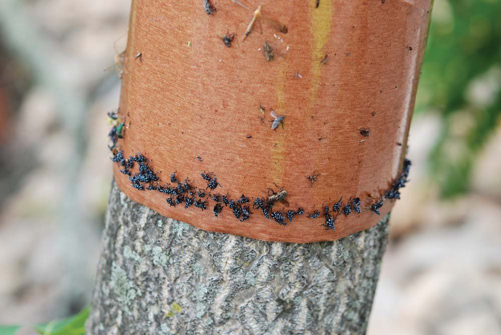 Un árbol anillado con cinta adhesiva para atrapar a las ninfas de la mosca de la luz cuando emergen y empiezan a moverse