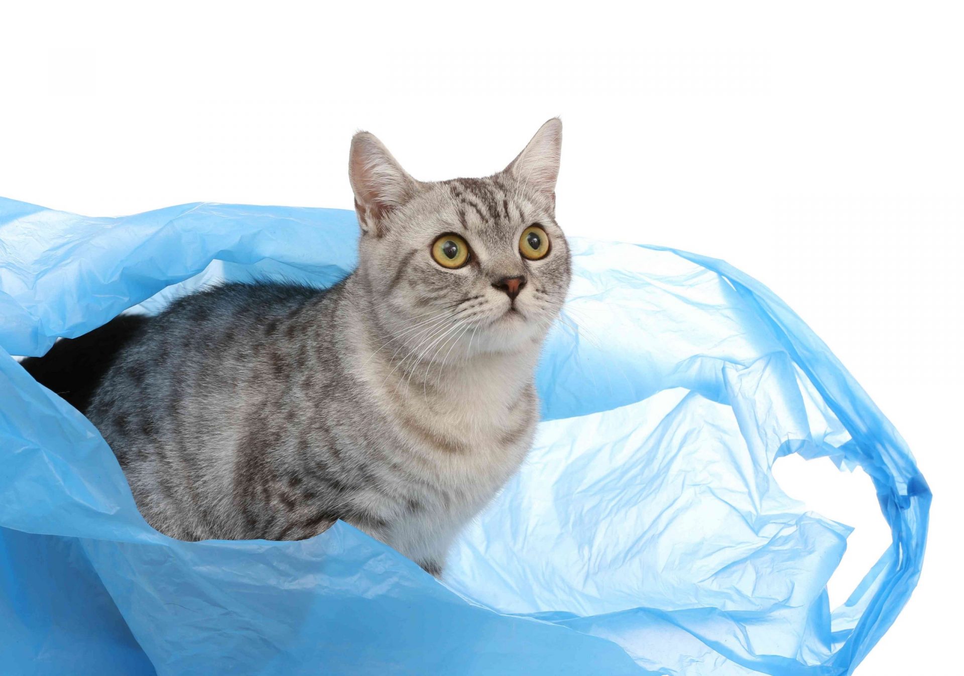 un gato en una bolsa de plástico azul