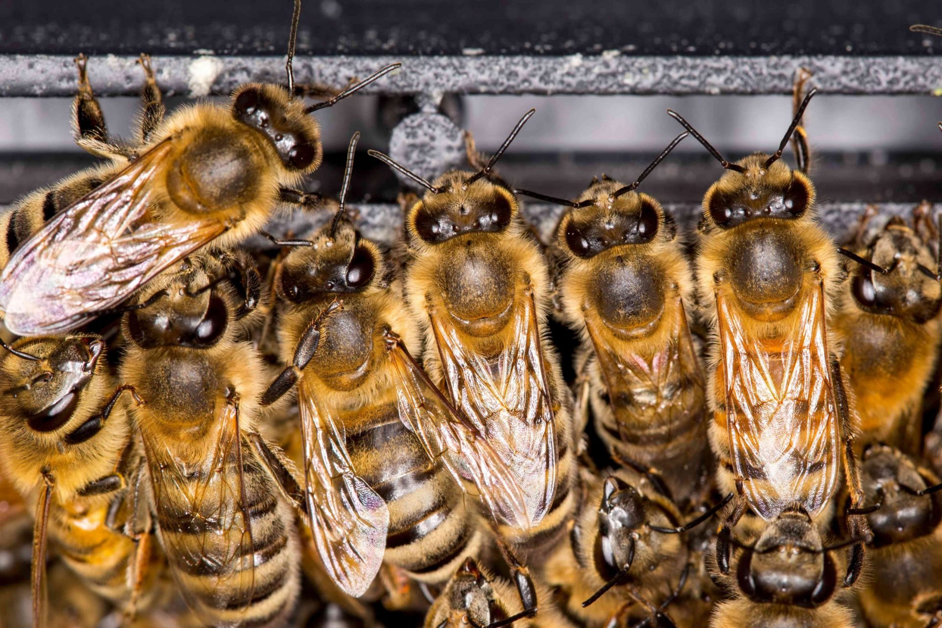 Las abejas se acurrucan para mantenerse calientes en invierno
