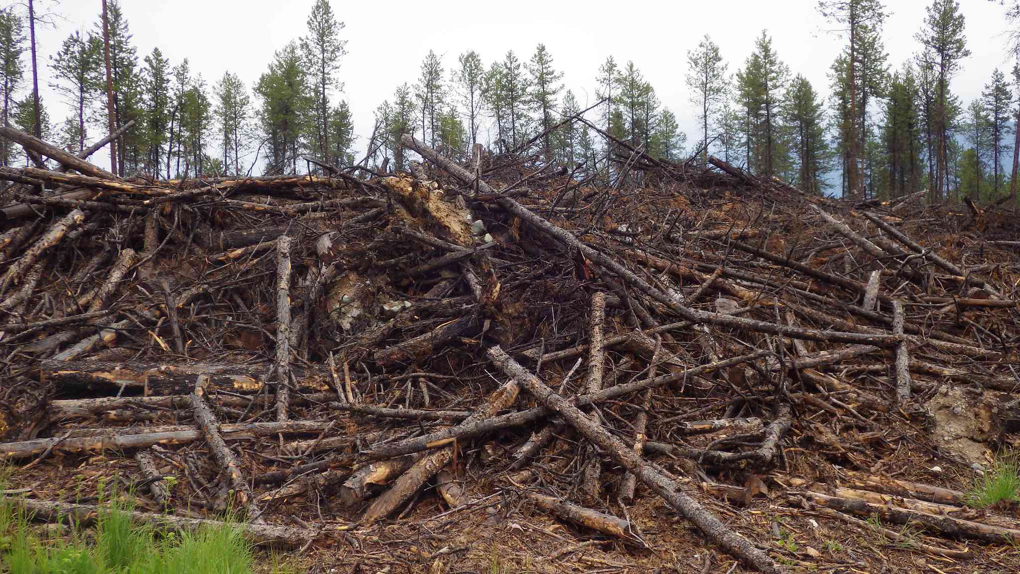 Los residuos de madera pueden convertirse en biocarbón