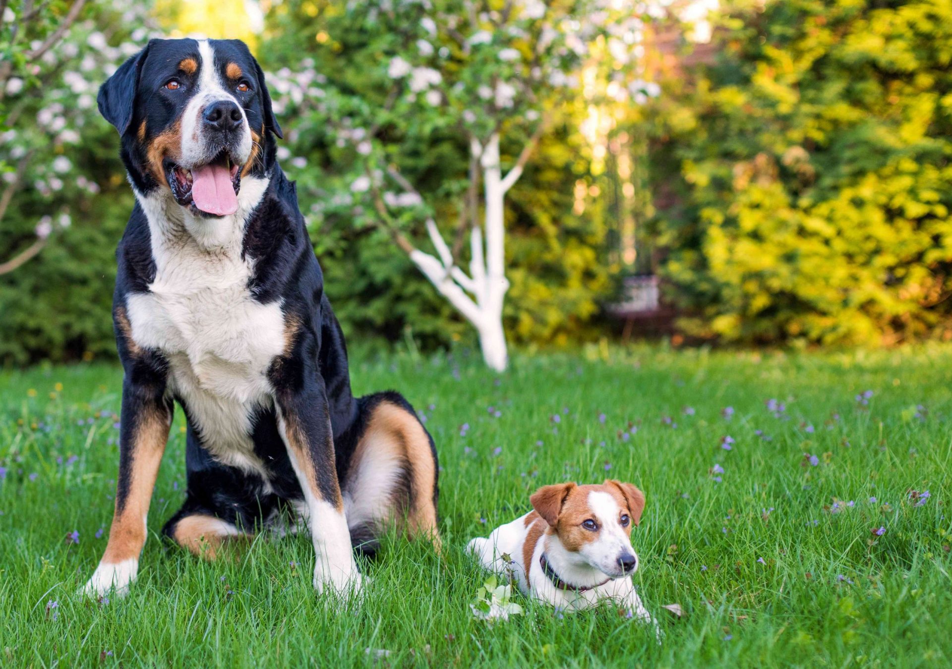 perro grande y perro pequeño sentados en la hierba