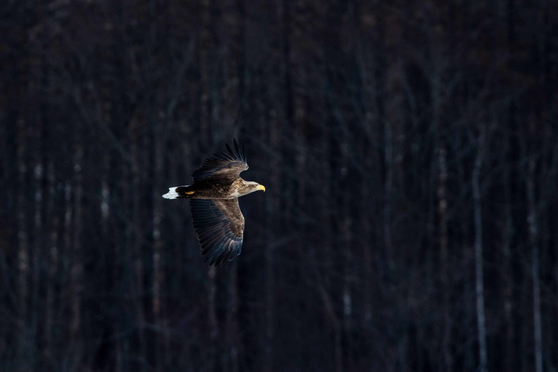 águila de cola blanca volando en Hokkaido, Japón