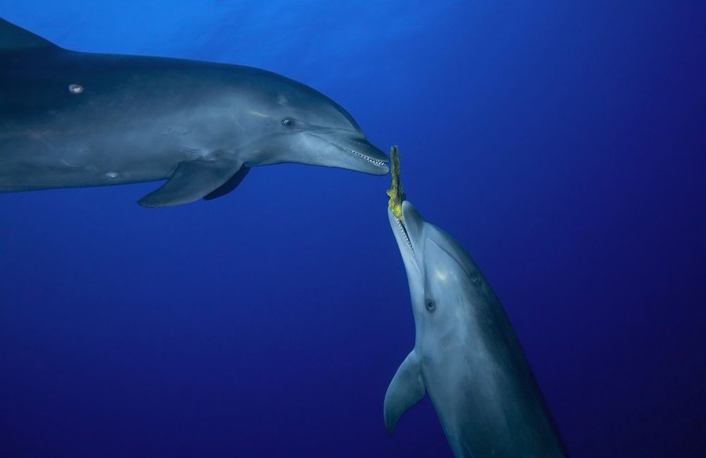 dos delfines, uno de los cuales sostiene una esponja en la boca