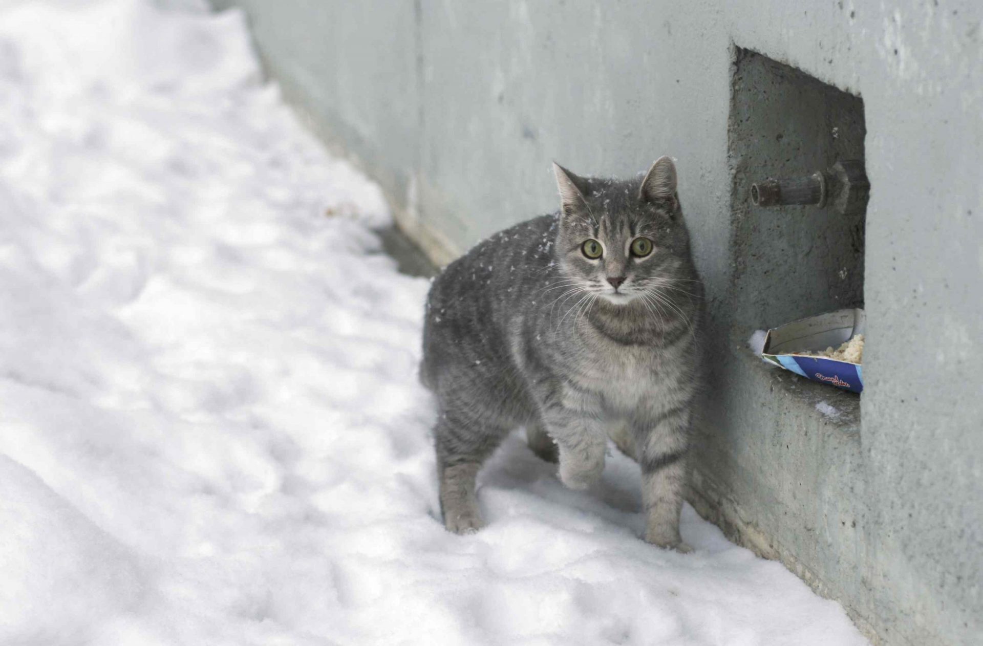 gato salvaje en la nieve