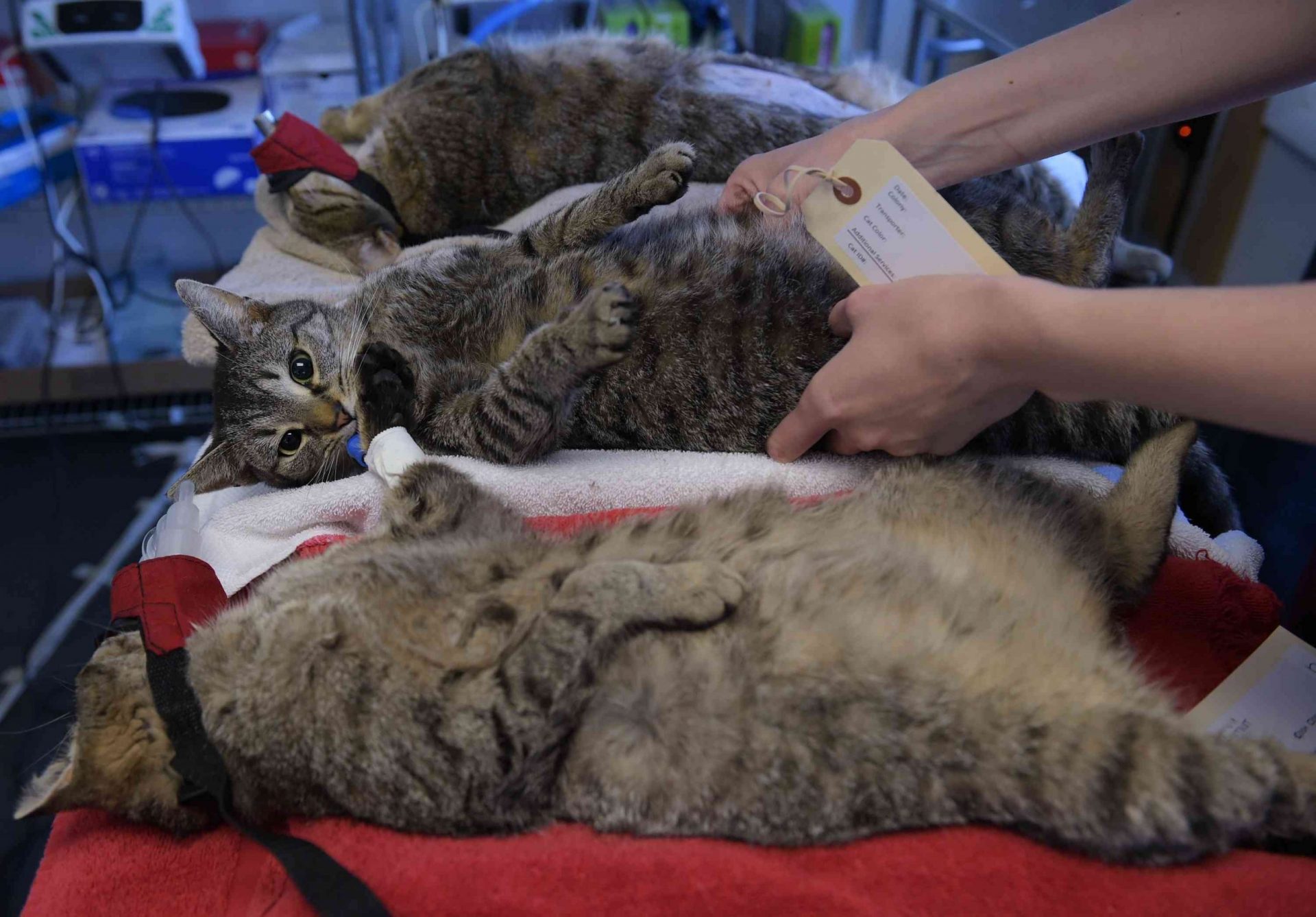 gatos asilvestrados esperando a ser esterilizados para el programa TNR