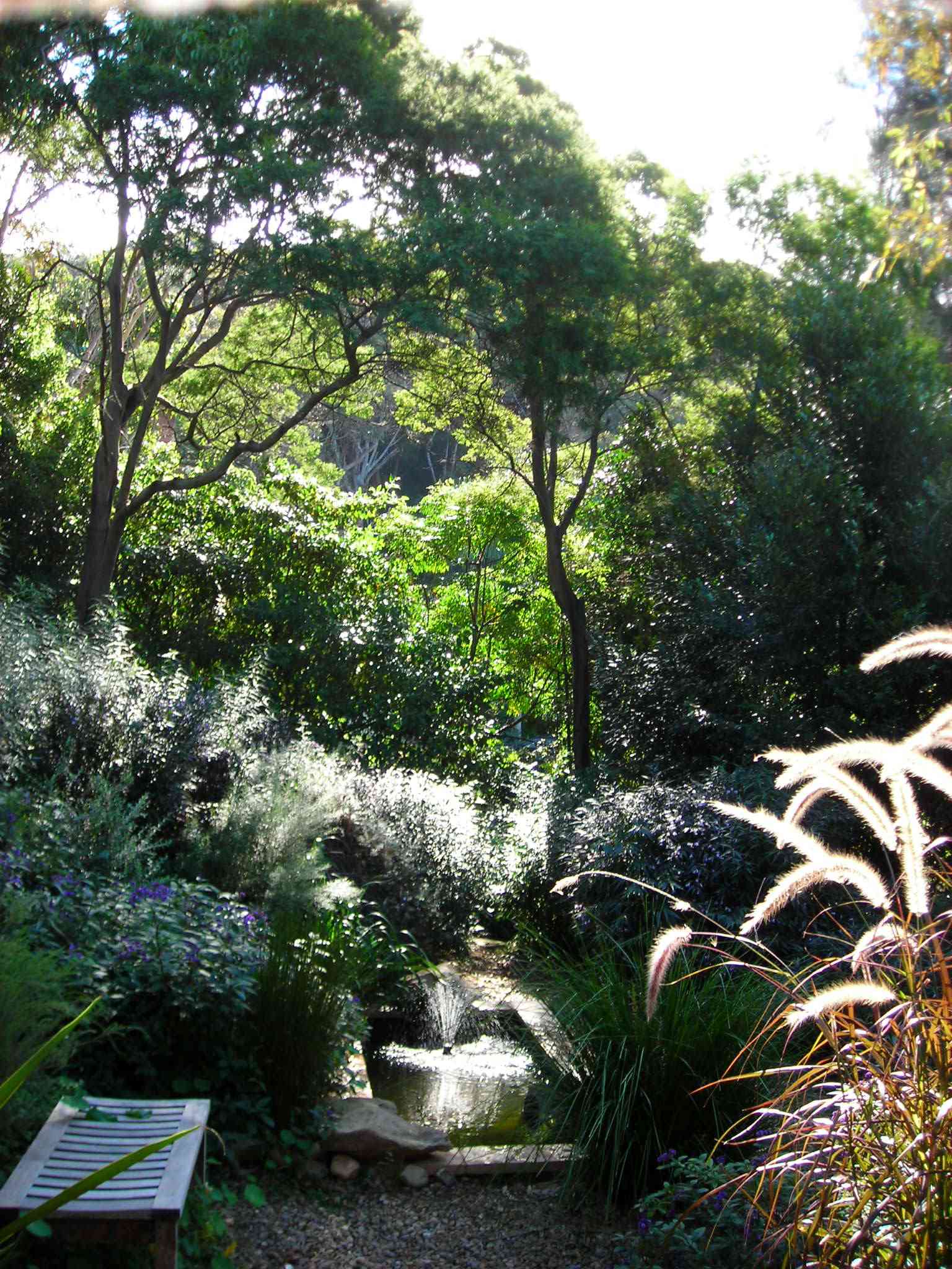 Un jardín tolerante a la sequía al norte de Sidney, Australia