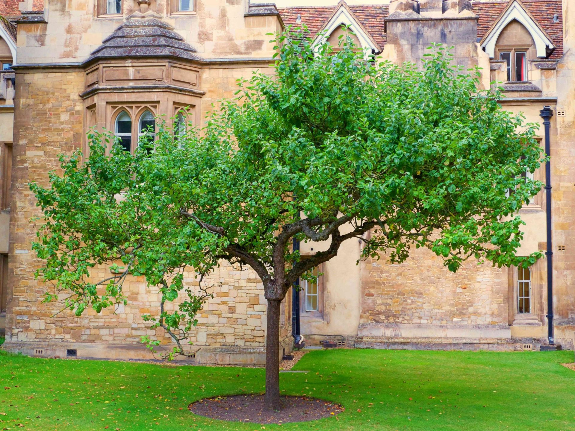 Una copia genética del manzano original de Newton