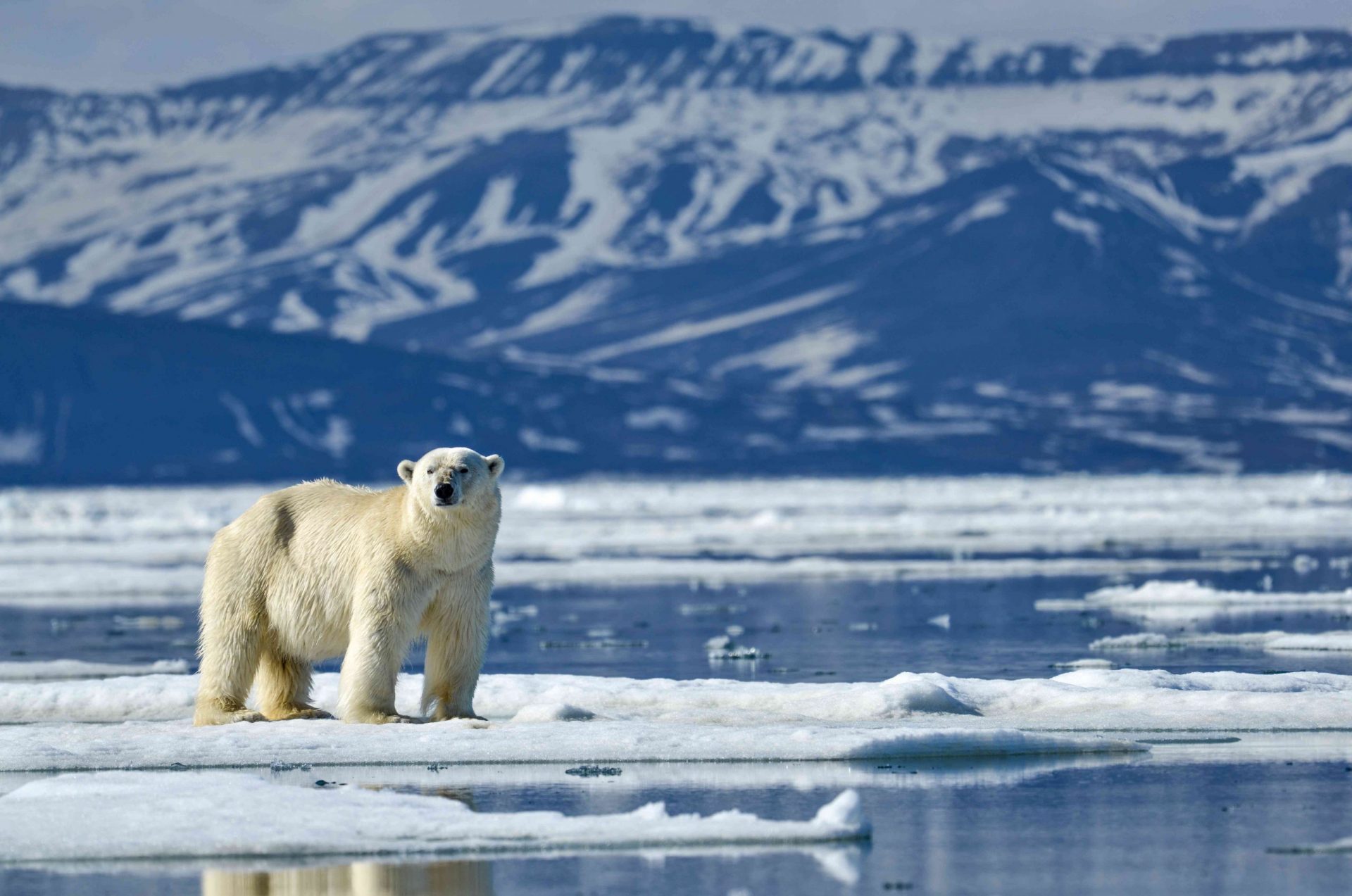 oso polar en el hielo