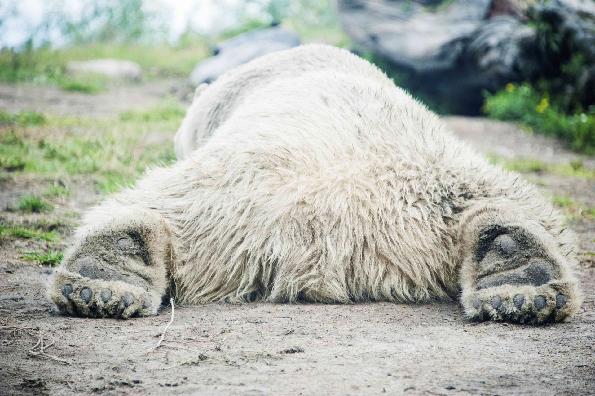 enorme oso polar desparramado en el suelo