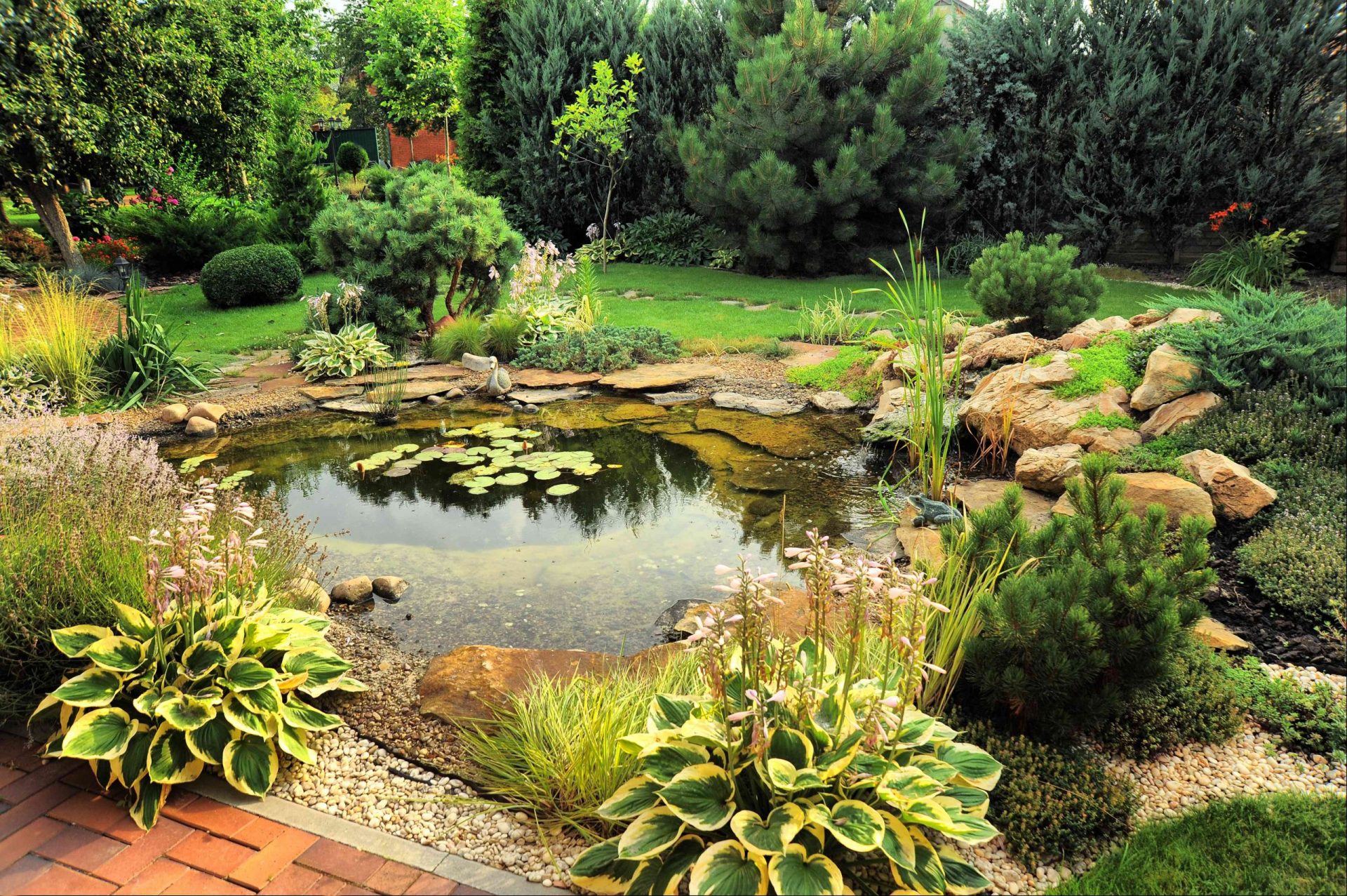 estanque de jardín en el patio trasero, atrae anfibios a