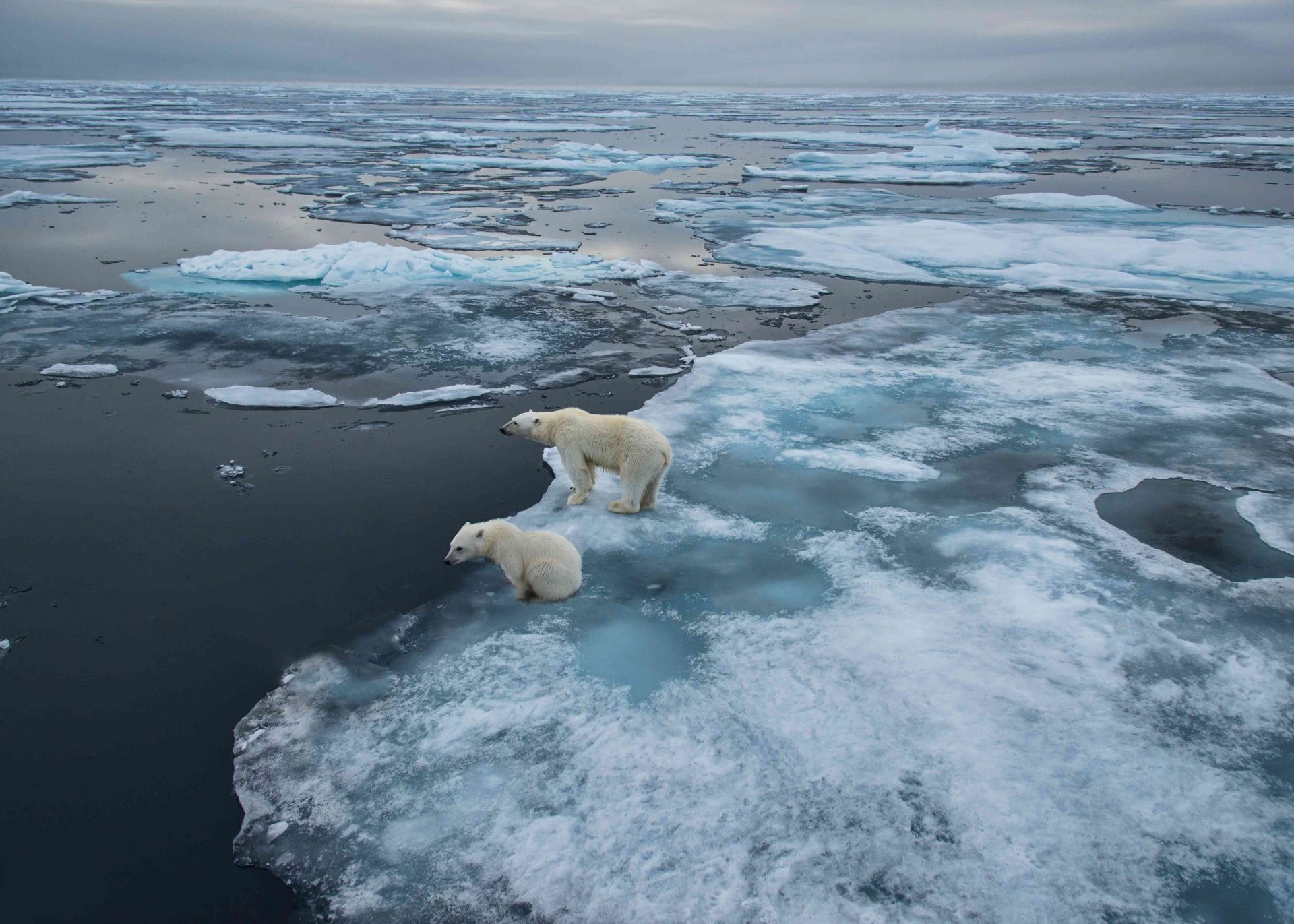 osos polares cazando desde el hielo marino en Svalbard