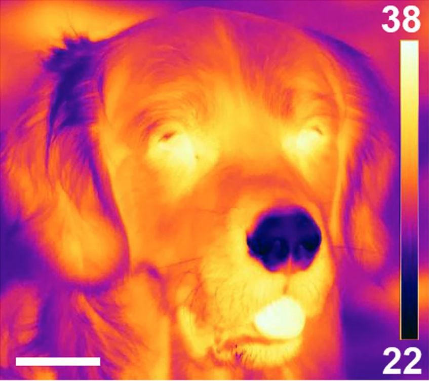 Una imagen termográfica muestra que la nariz de un perro está realmente fría