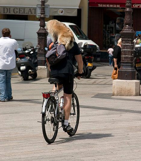 Perro montado en la espalda de un hombre en bicicleta