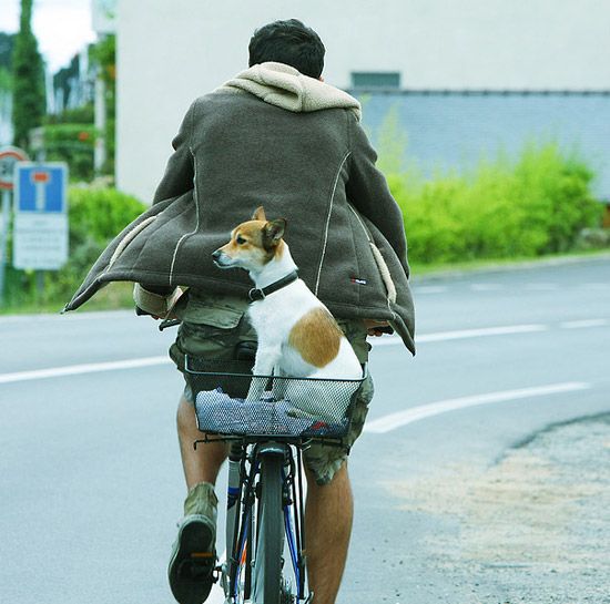 Perro montado en una cesta en la parte trasera de la bici