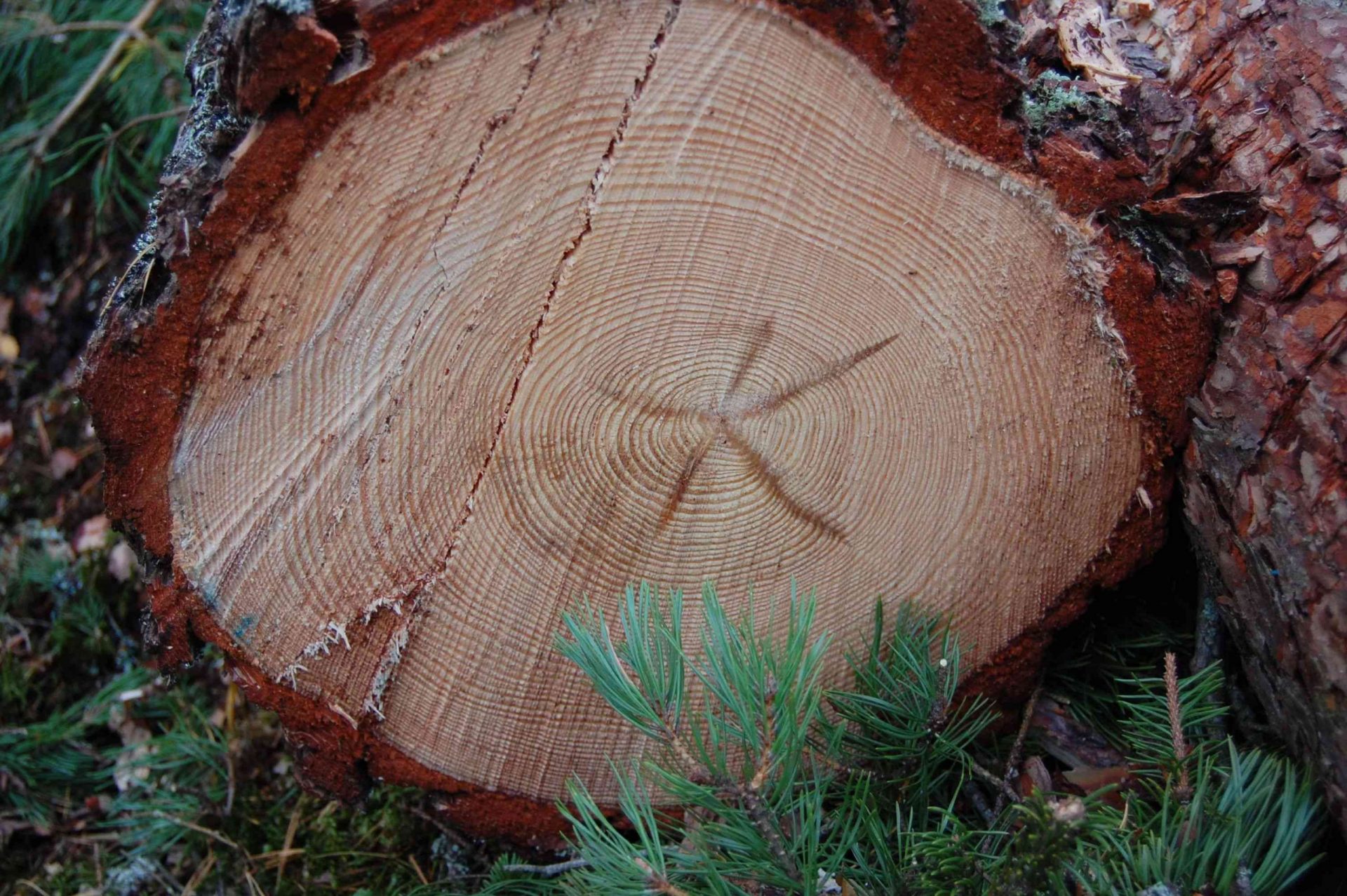 Imagen de la sección transversal de un árbol recolectado de forma sostenible en Suecia