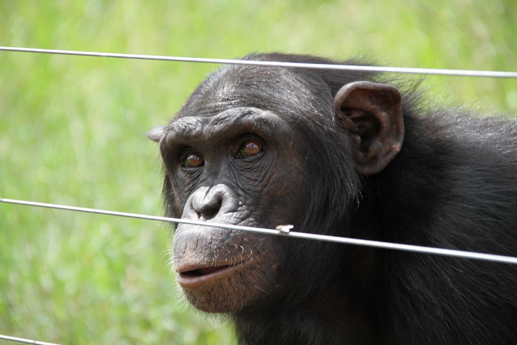 chimpancé tras una valla eléctrica