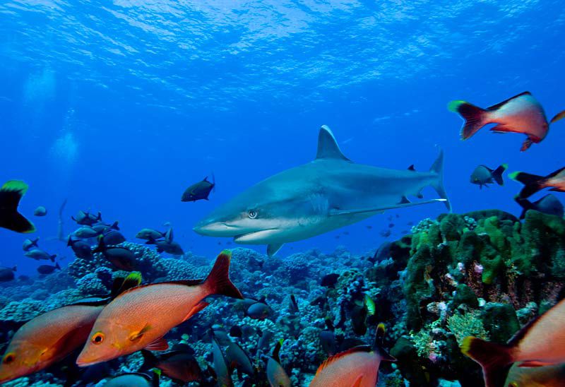 reef shark photo