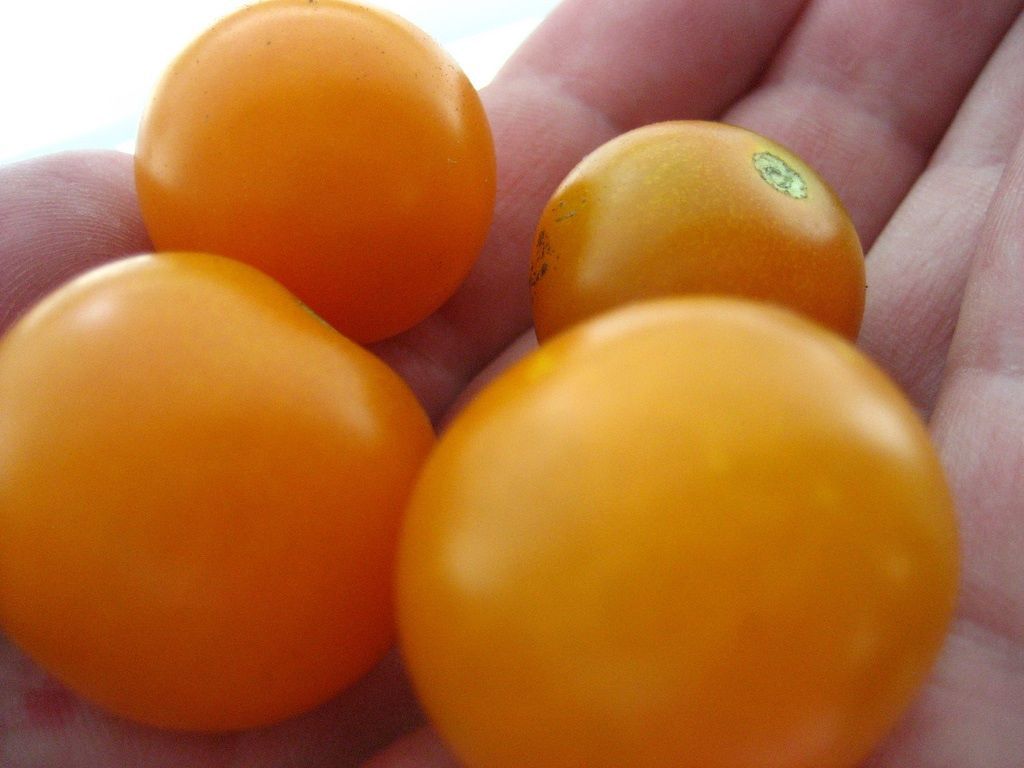 tomates amarillos