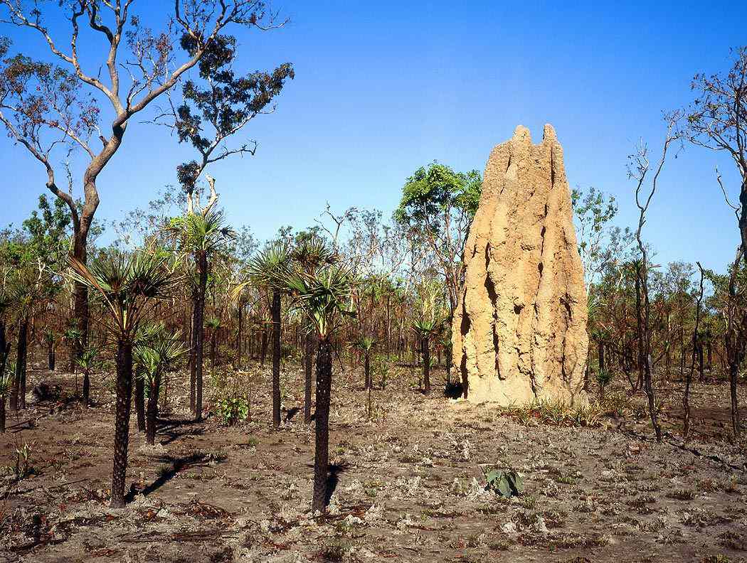 termite mounds photo