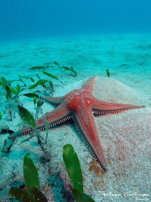 foto de estrella de mar