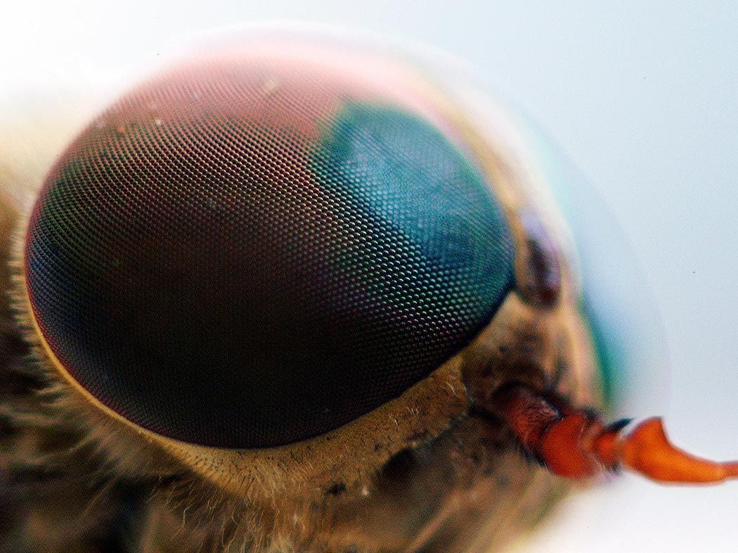foto de ojo de mosca