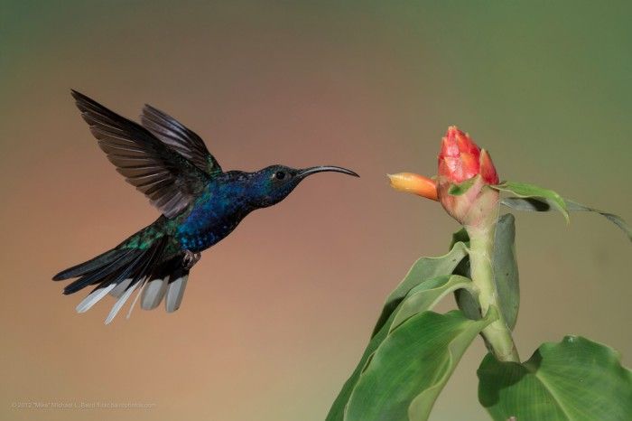 foto del colibrí