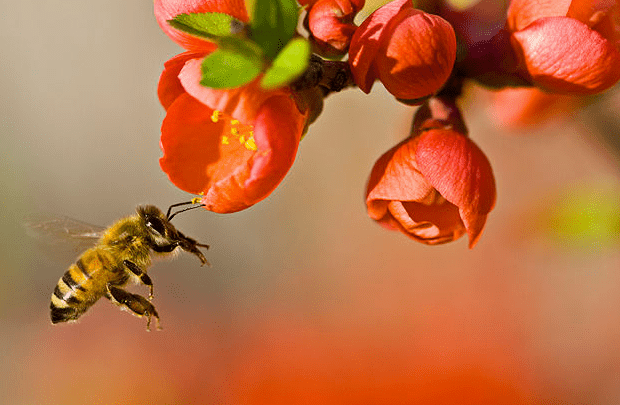 Foto de abejas polinizando flores