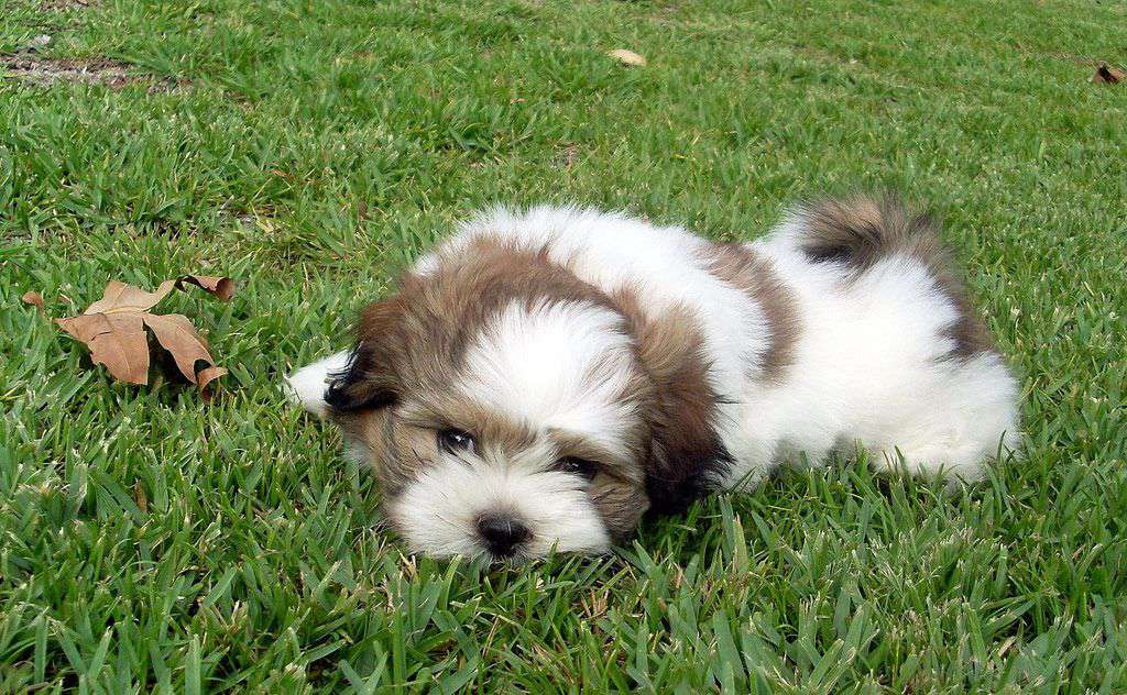 Lindo cachorro en la hierba
