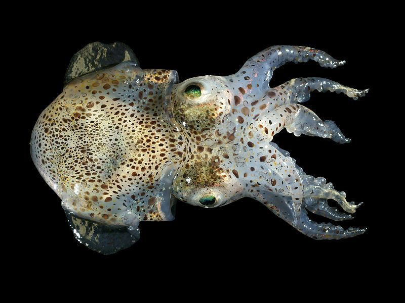 Un calamar de cola de caballo con el cuerpo moteado de oro y grandes ojos verdes