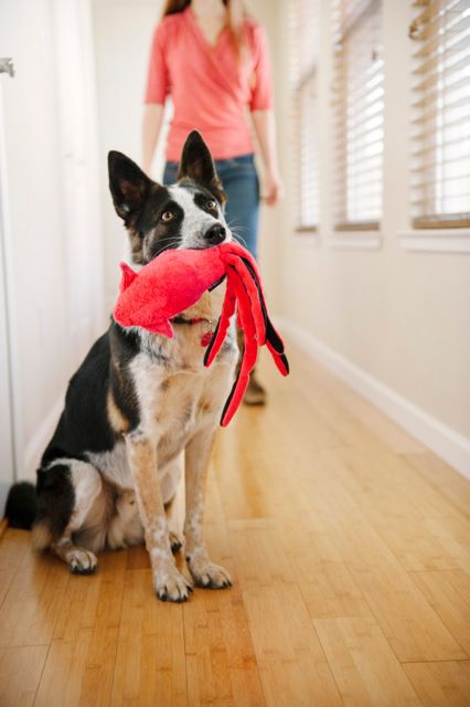 perro con un juguete rojo y negro en la boca en un pasillo