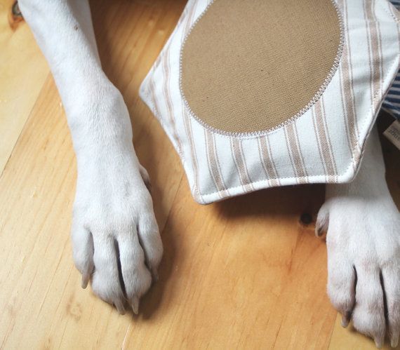 juguete blando para perros sobre patas blancas