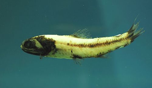 Un pez linterna amarillo y negro con una franja marrón en el costado