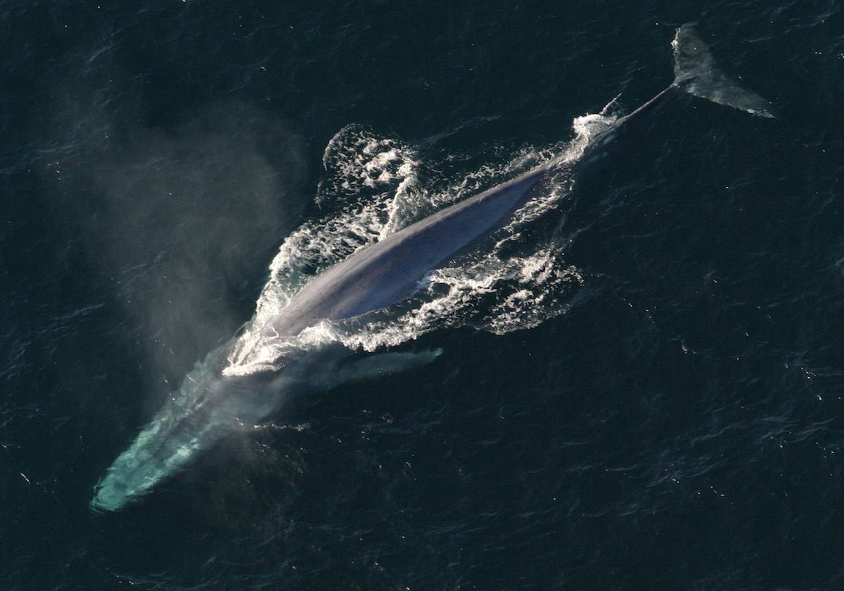 ballena azul nadando, vista desde arriba