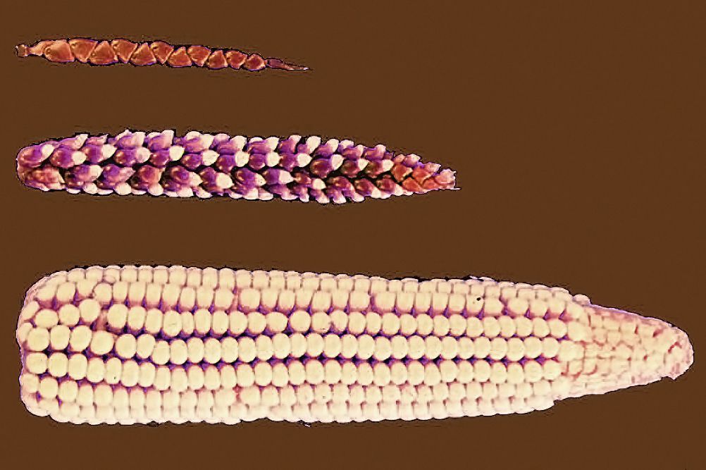Evolución del maíz a partir del teosinte