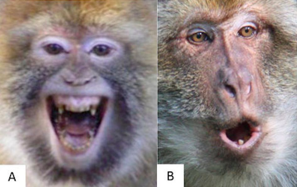 Monos haciendo caras
