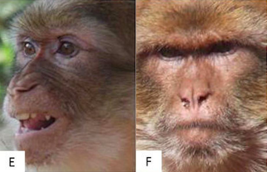 dos expresiones faciales de mono diferentes