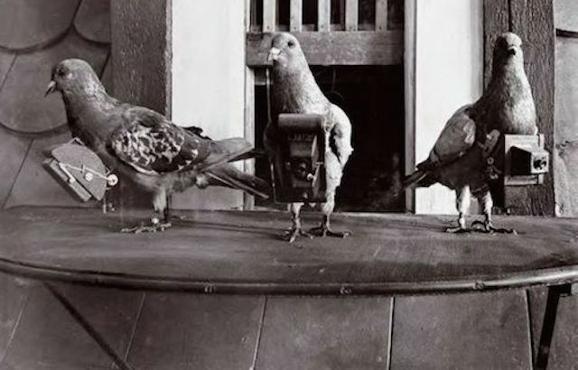 Foto de palomas con cámaras