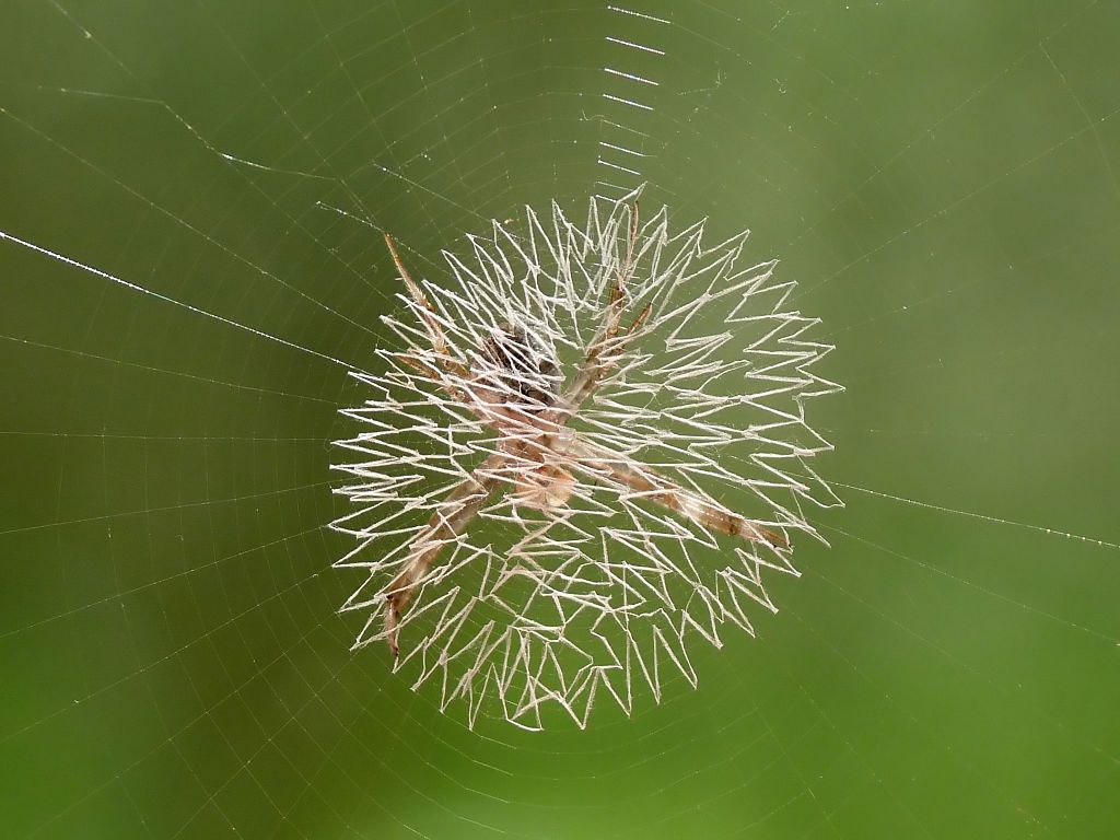 Tela de araña decorada