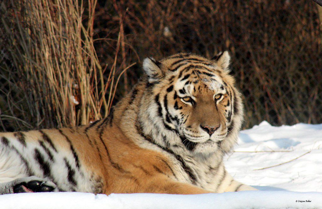 Foto del tigre siberiano