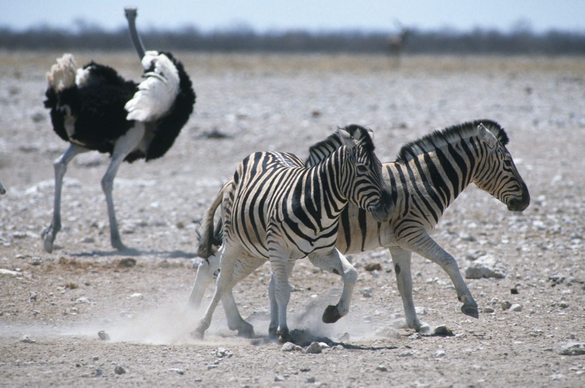 Zebra and ostrich