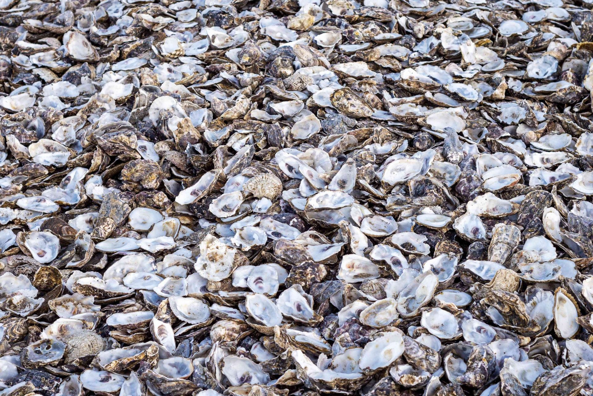 primer plano de un montón de conchas de ostras vacías desechadas