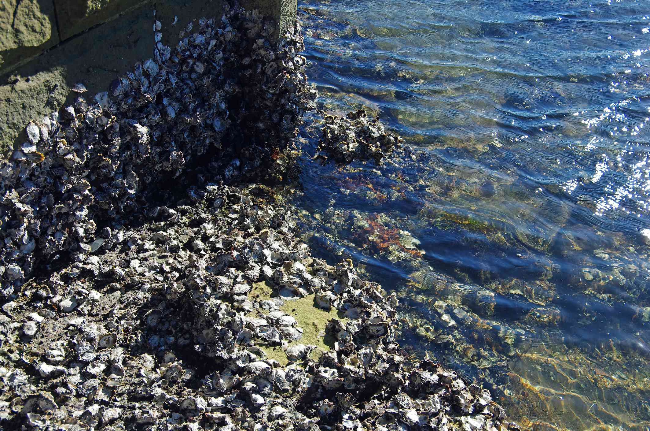 grupos de ostras en las rocas y el fondo marino durante la marea baja