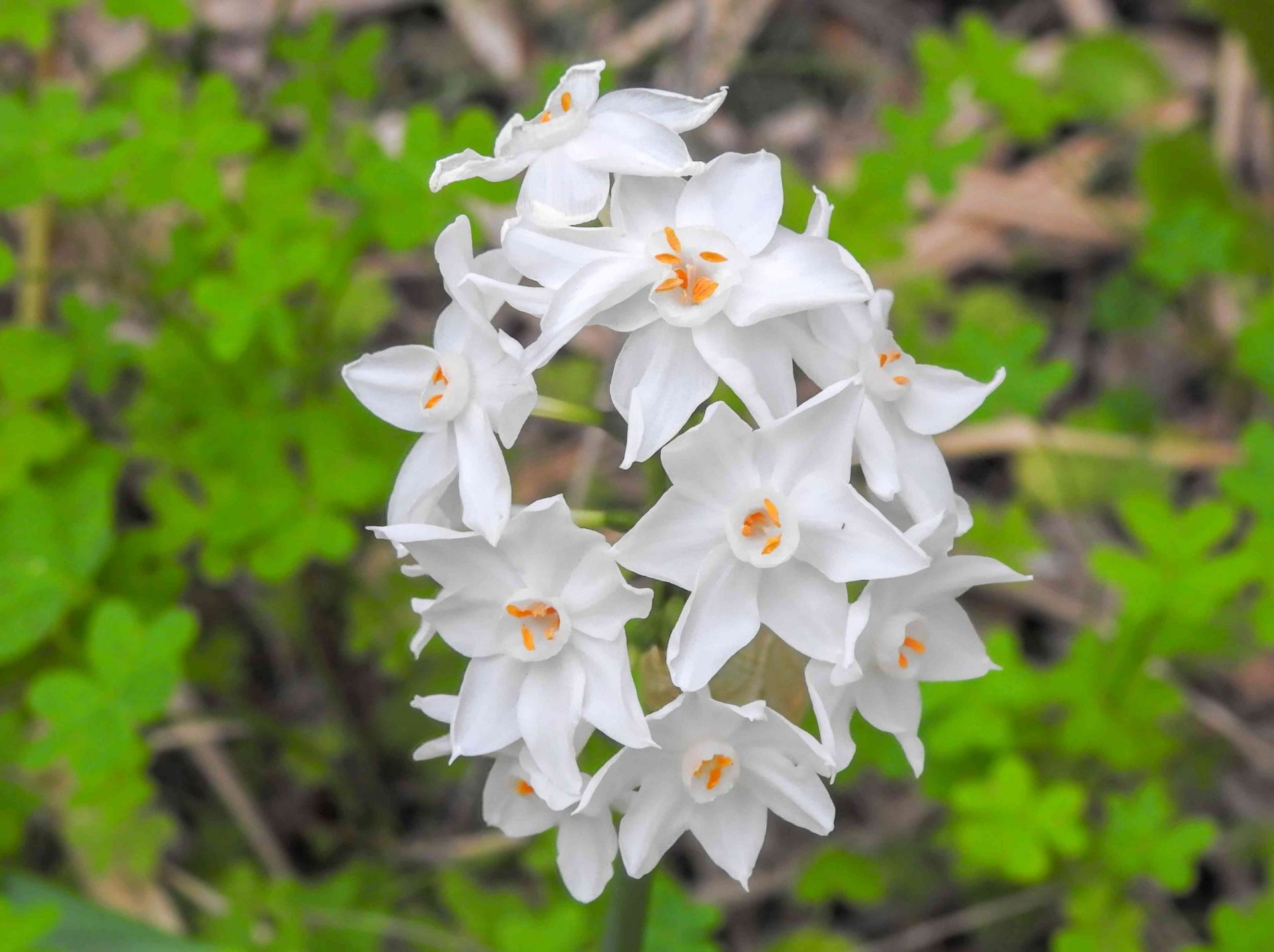 Narciso blanco (Narcissus papyraceus)