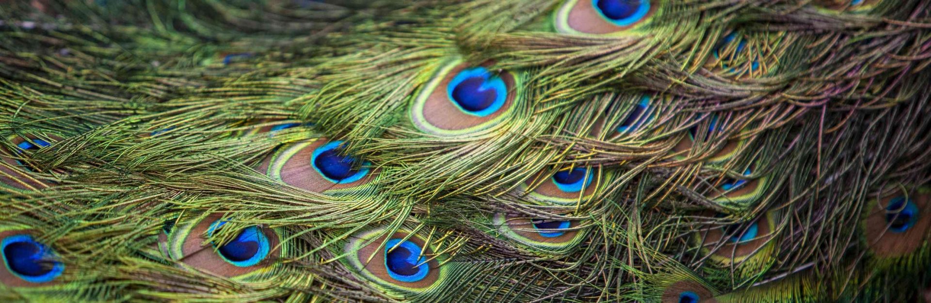Patrón de plumas brillantes de varios colores de una cola de pavo real, fondo
