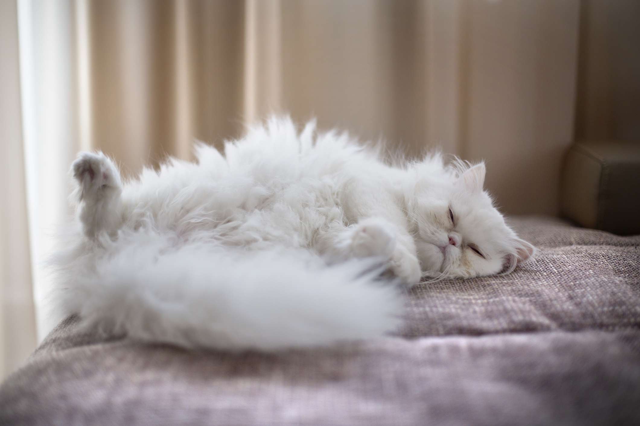 gato persa blanco tumbado de espaldas en el sofá con el pelo despeinado