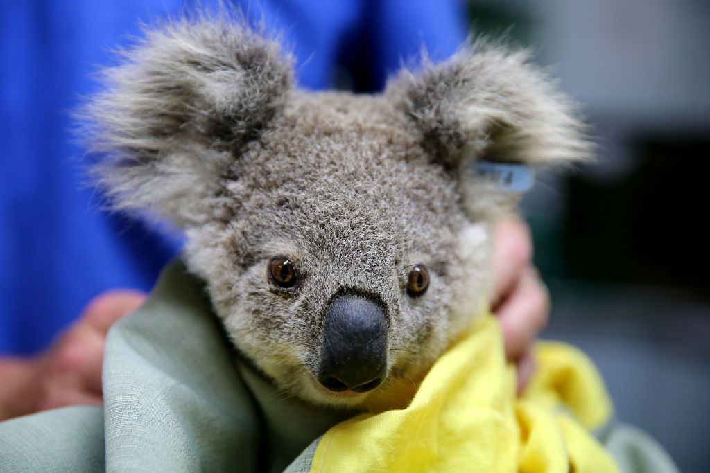 Pete el koala se recupera tras ser rescatado de los incendios forestales de Australia en 2019