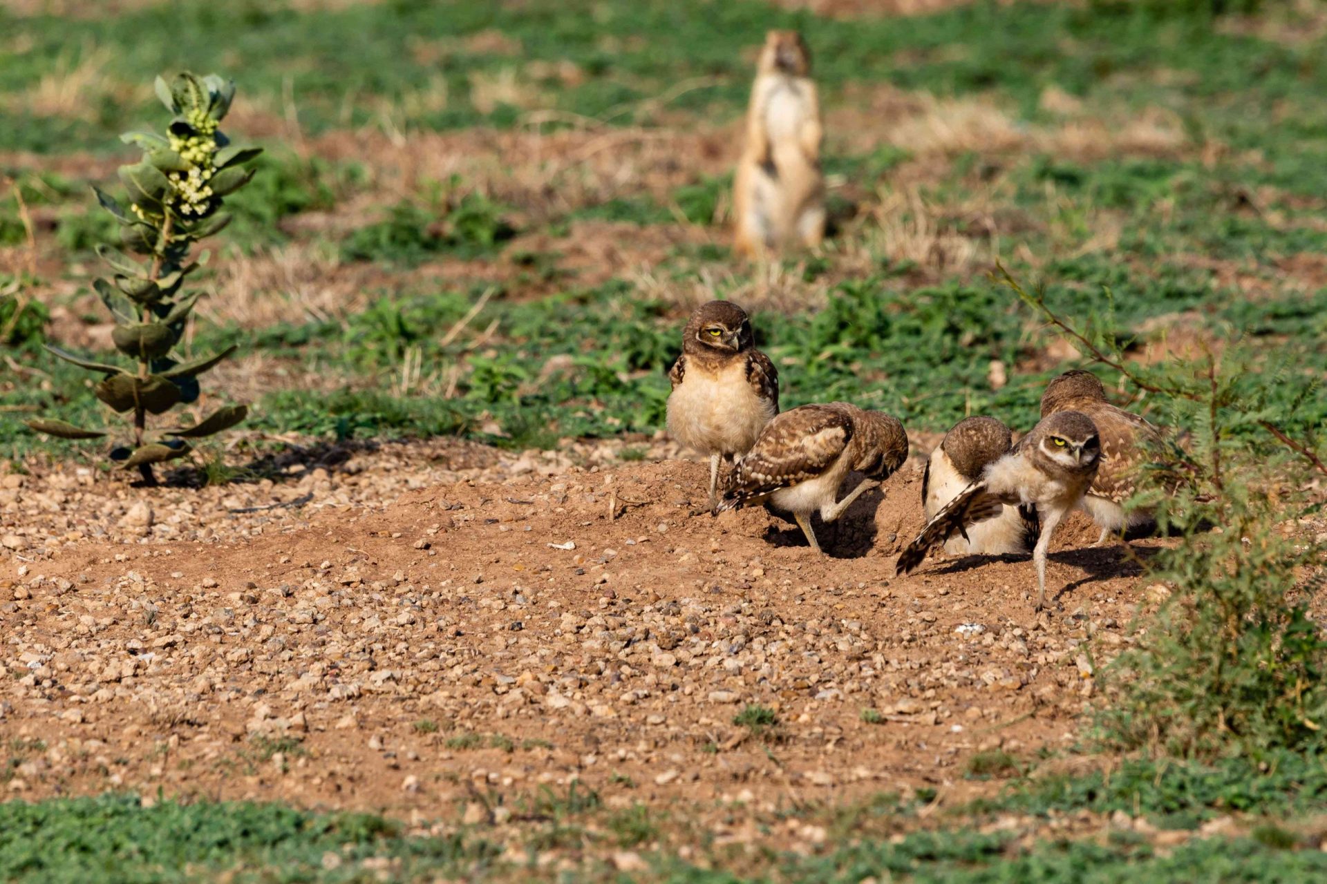 grupo de búhos excavadores en la entrada de la madriguera del perrito de las praderas con el perrito de las praderas al fondo