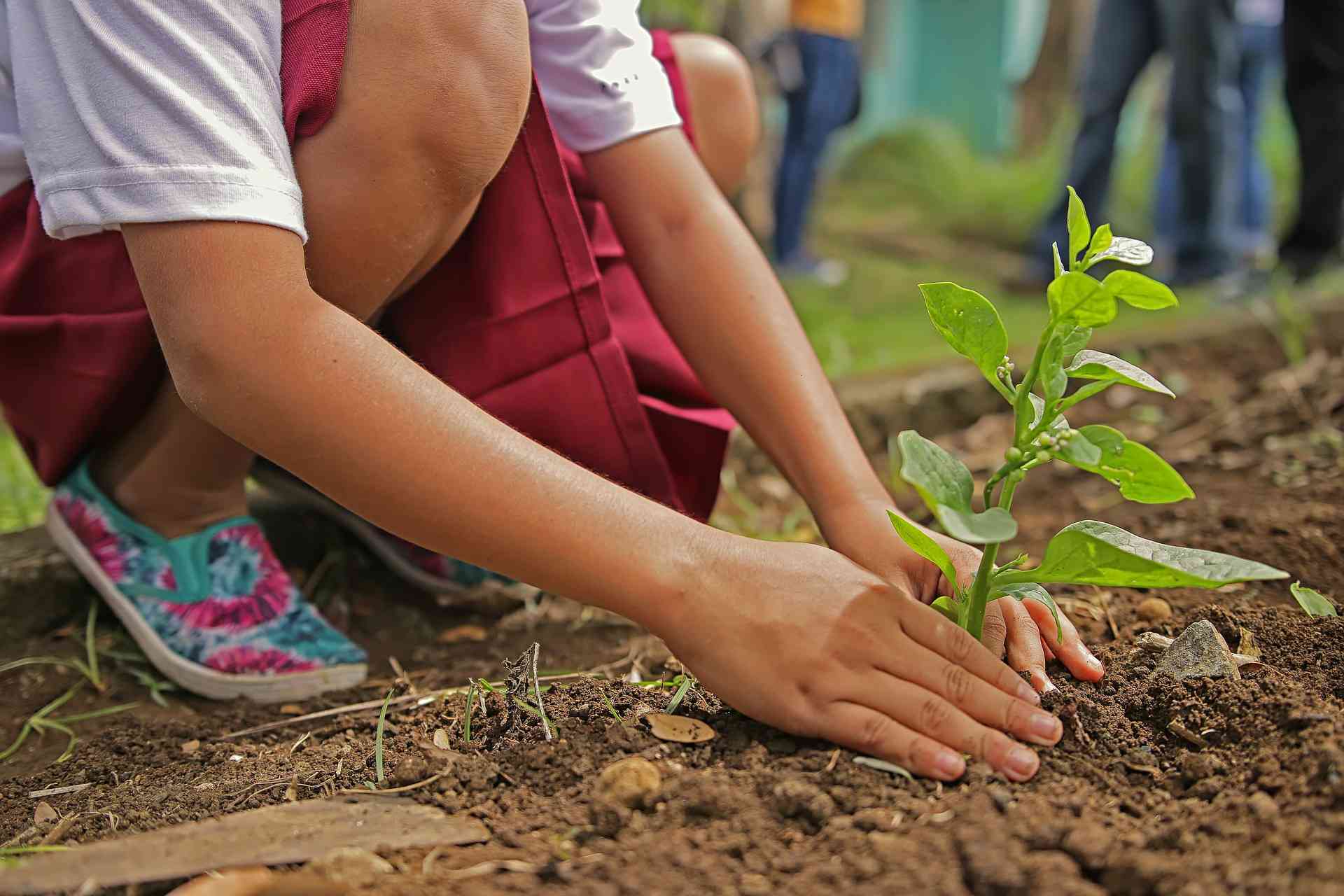 Primer plano de un niño plantando un plantón en la tierra