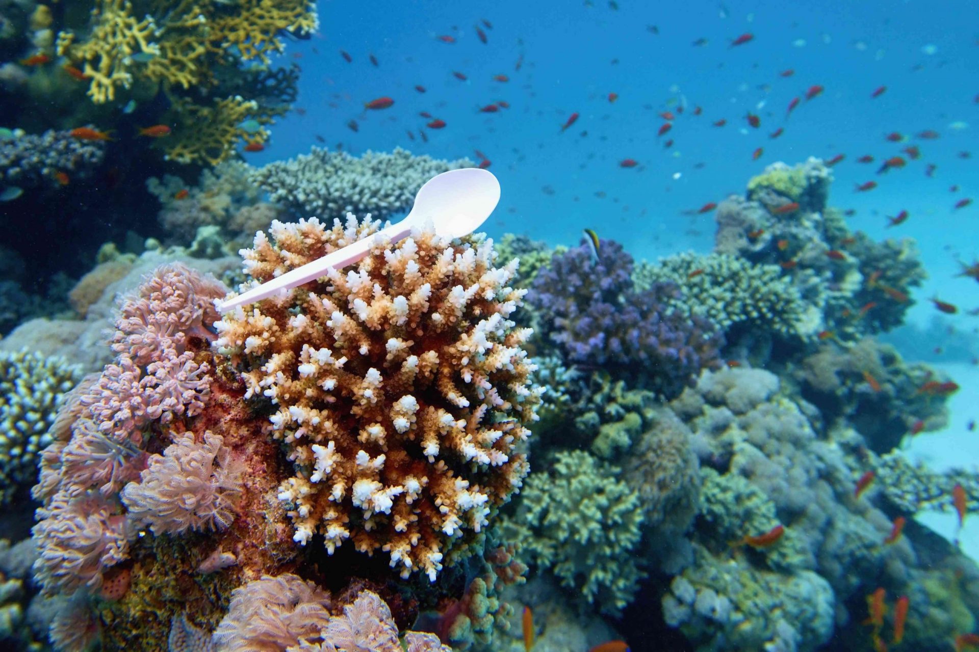 Cuchara de plástico retenida en el coral duro. Océano mundial contaminado por el plástico. Concepto de contaminación ambiental
