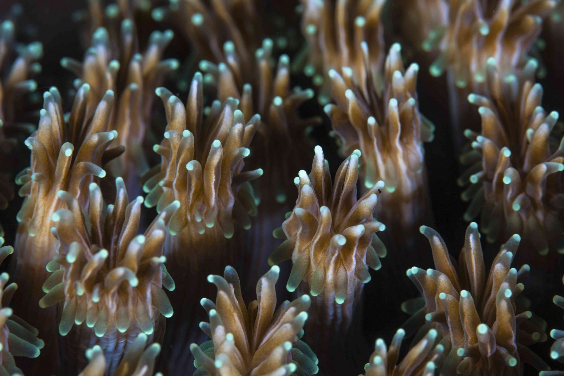 Los pólipos de una colonia de coral Galaxea crecen en un arrecife de Indonesia